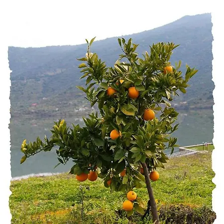 Moradias Do Douro Internacional *