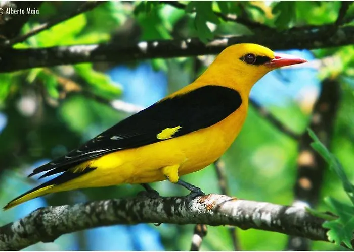 Moradias Do Douro Internacional - M4 Сasa de vacaciones *